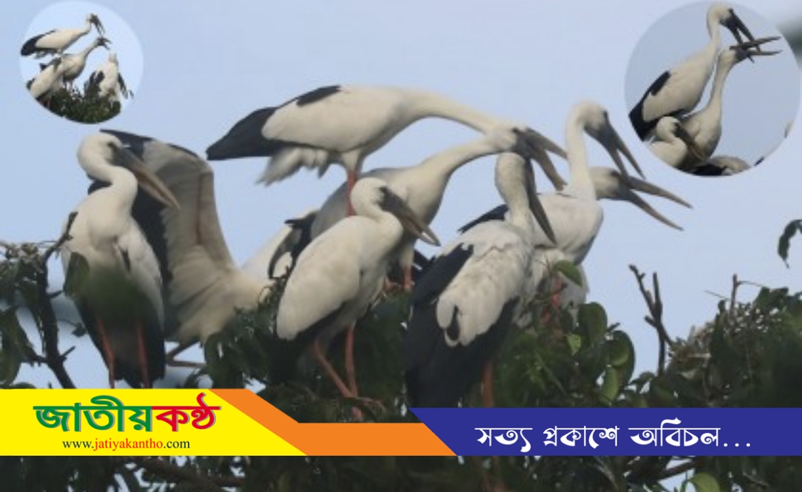 শামুকখোল পাখির ডানায় ভর করেছে ‘শুভ্র শরৎ’