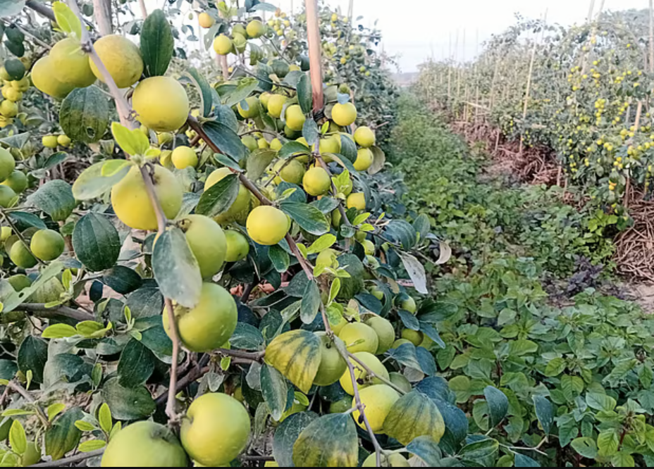 কুল উৎপাদনে রাজশাহী শীর্ষে, এরপরেই ময়মনসিংহ ও কুমিল্লা