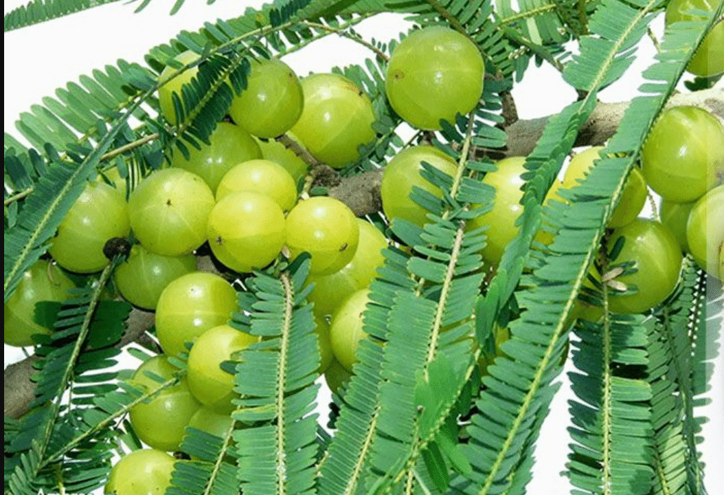 পাকা চুল ঢাকতে ব্যবহার করুন আমলকী