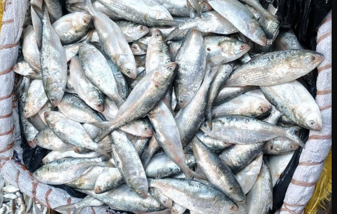 নৌ পুলিশের অভিযানে ৭০ কেজি জাটকা জব্দ