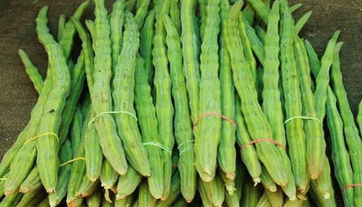 কিভাবে চিনবেন শজনে না লাজনা খাচ্ছেন?