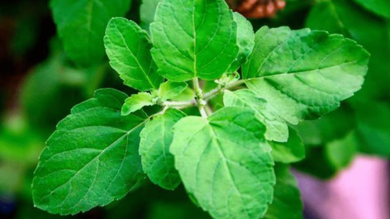 ঠান্ডা-কাশিতে  তুলসী পাতার উপকারিতা