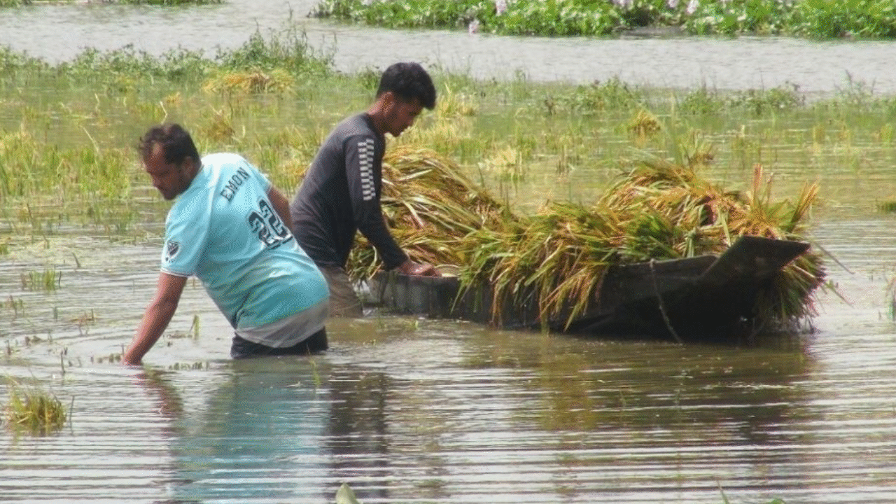 দুই মণ ধানেও মিলছে না এক শ্রমিক