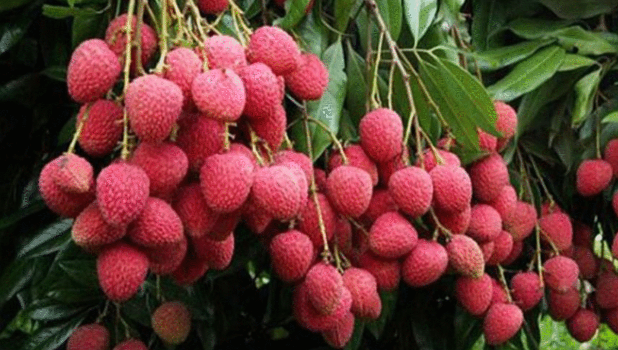 লিচু ডায়াবেটিস রোগীর জন্য ক্ষতিকর না উপকারী?